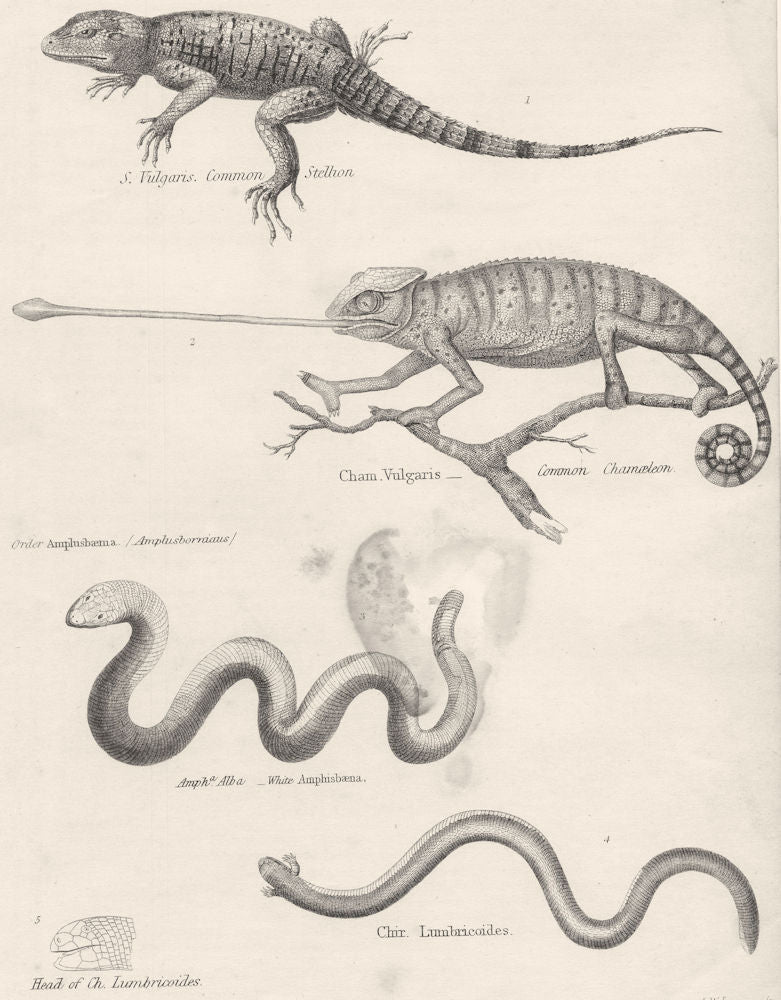 REPTILES. Stellion; Chameleon; Amphisbaena; Lumbricoides 1860 old print